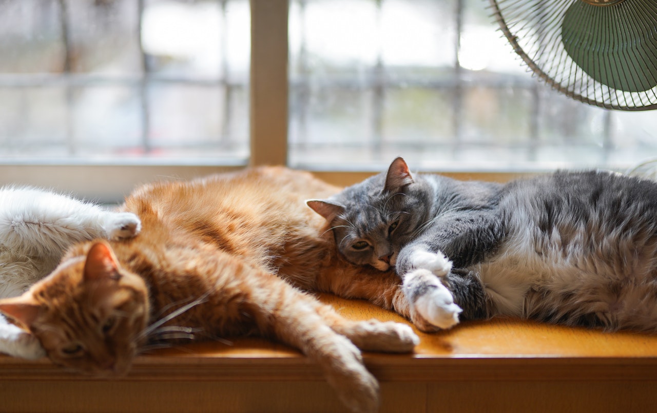 What is lifespan of cats indoor and outdoor