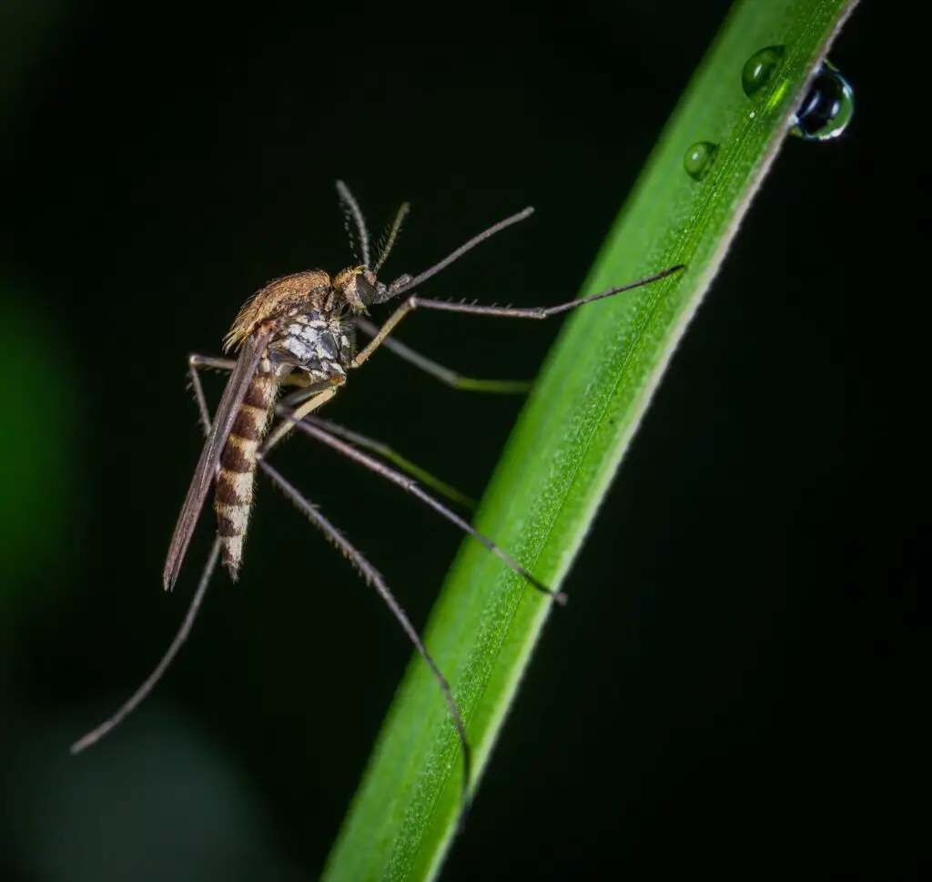 what is average lifespan of a mosquito