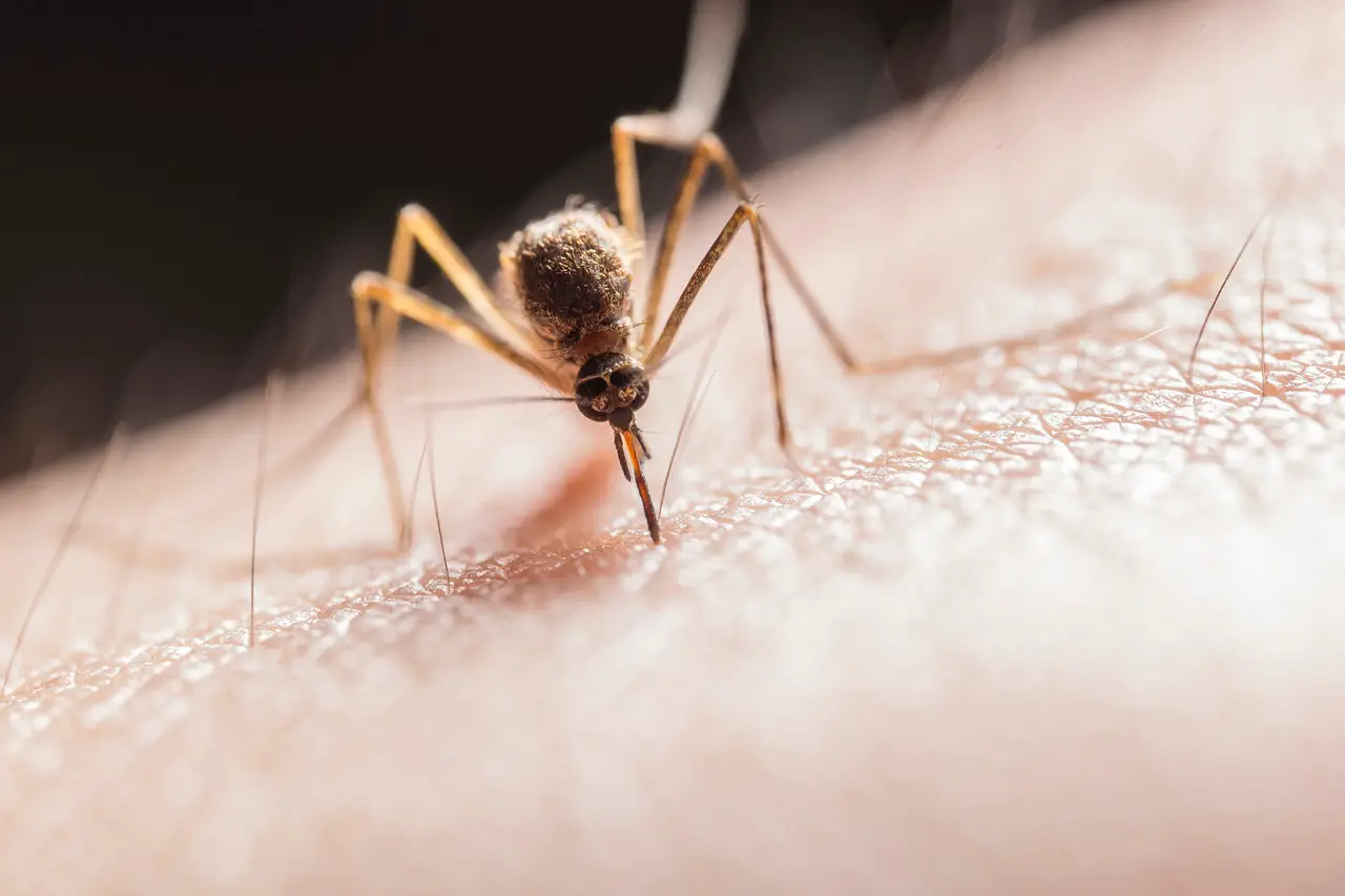 What is average lifespan of a mosquito