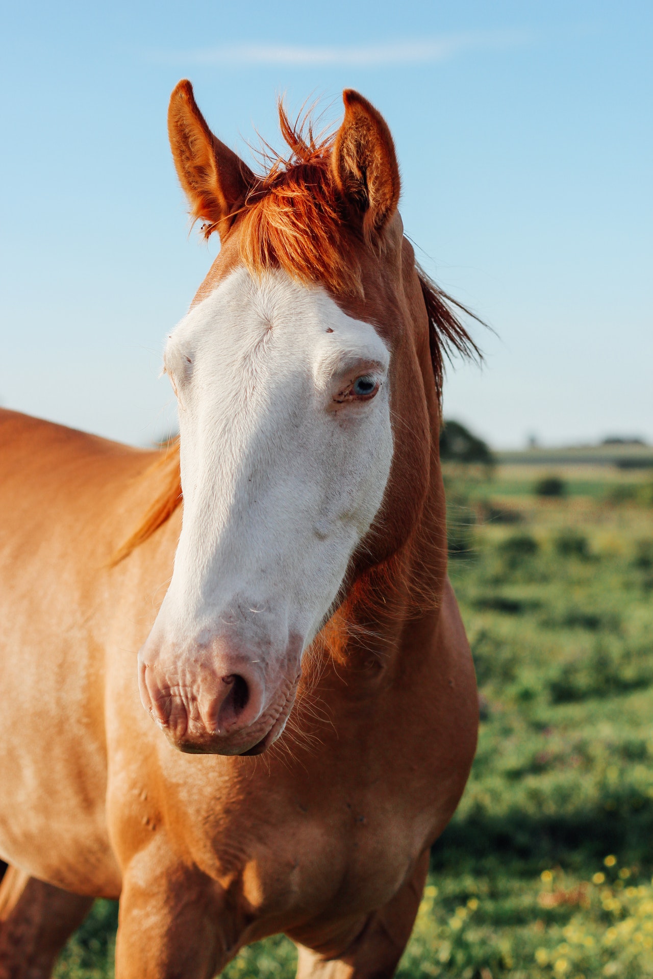 what is average lifespan of horses