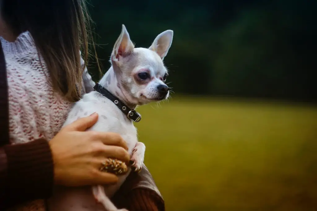 What is the average lifespan of Chihuahuas