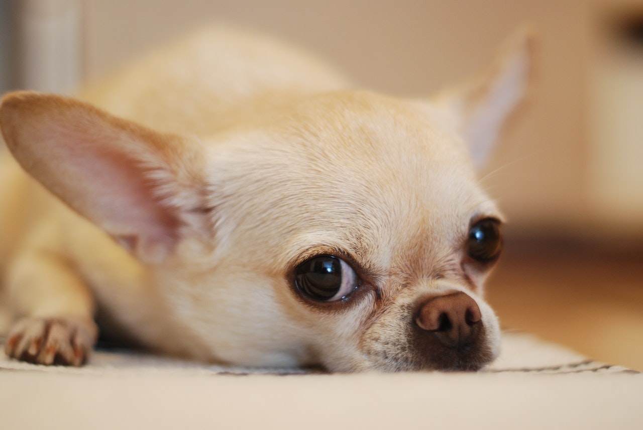 What is the average lifespan of Chihuahuas