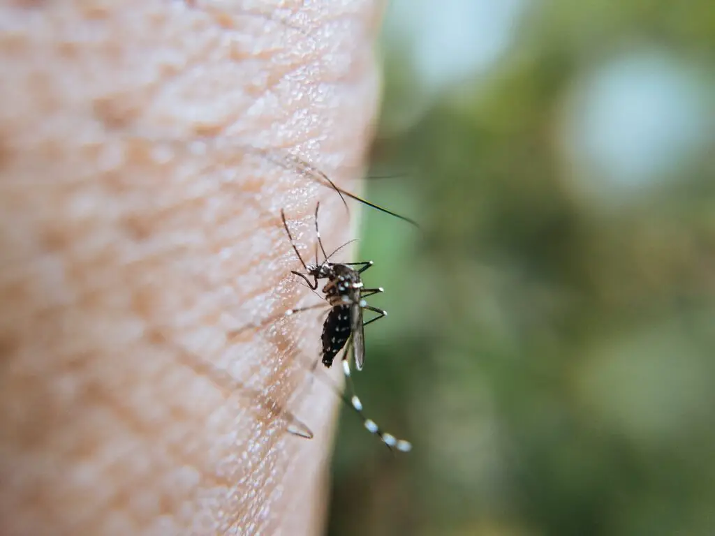 what is average lifespan of a mosquito