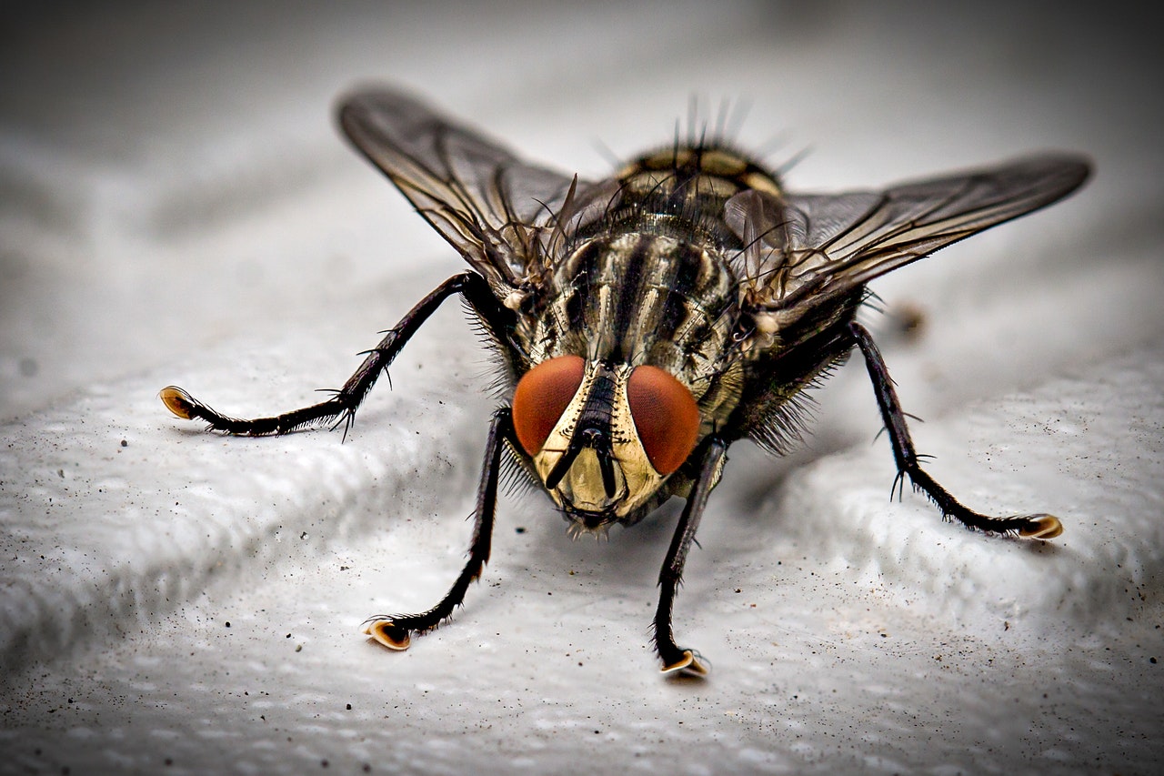 What is the average lifespan of a fly