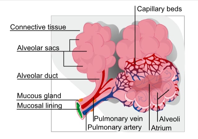 Anatomy of Alveolar Sacs 