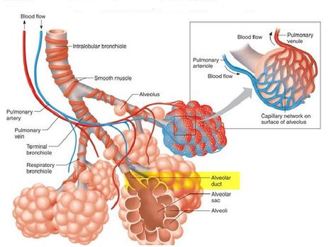 detailed structure of Alveolar Sacs inside Human Lungs