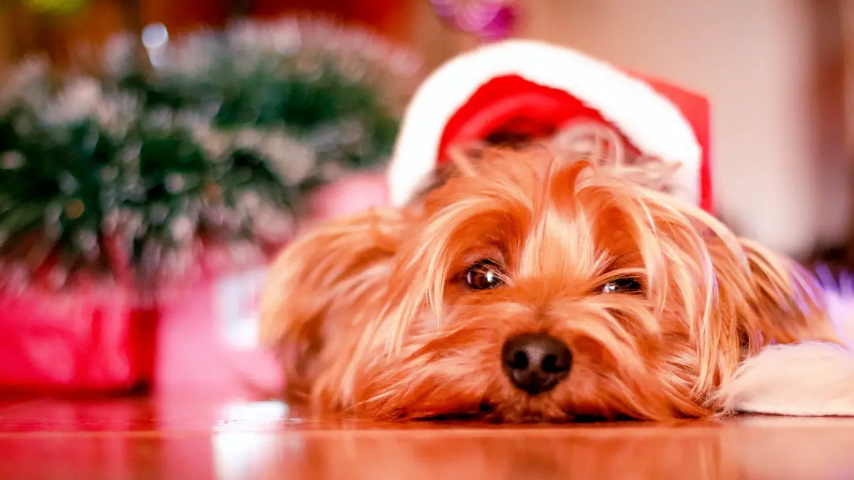 What is average lifespan of an Yorkshire Terrier (Yorkie)