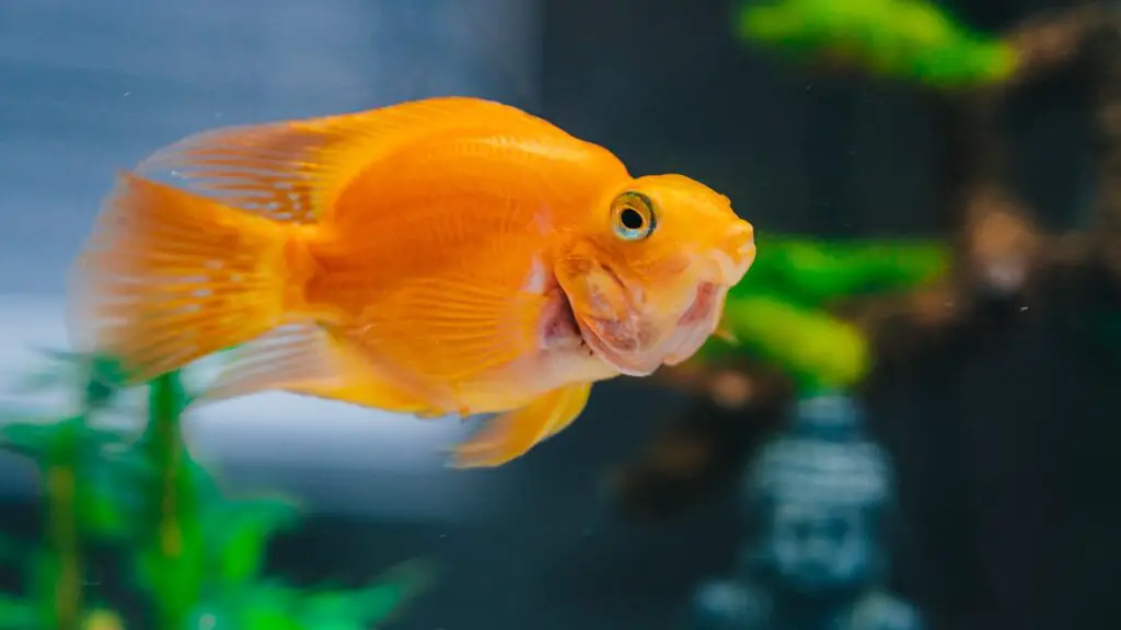 What is average lifespan of goldfish