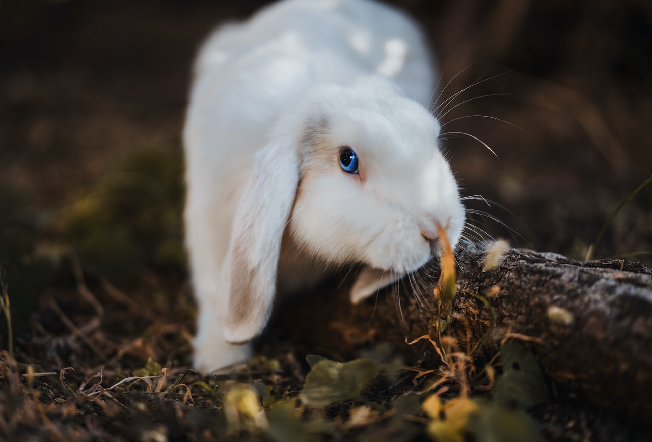 What is average lifespan of a rabbit