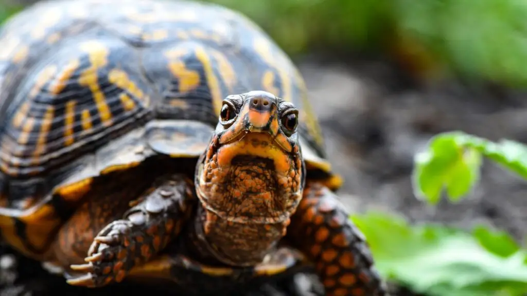 What is average lifespan of turtle and tortoise