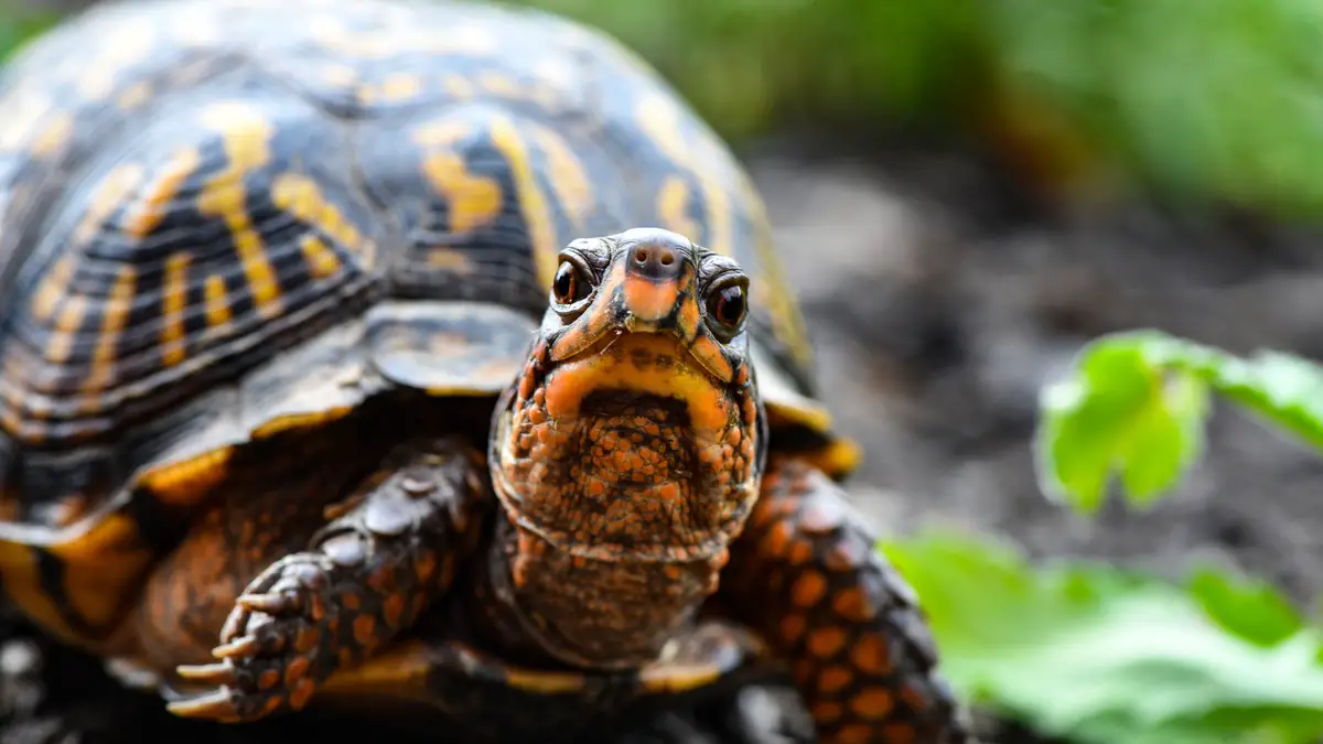 What is average lifespan of turtle and tortoise - imaluop - IMALUOP