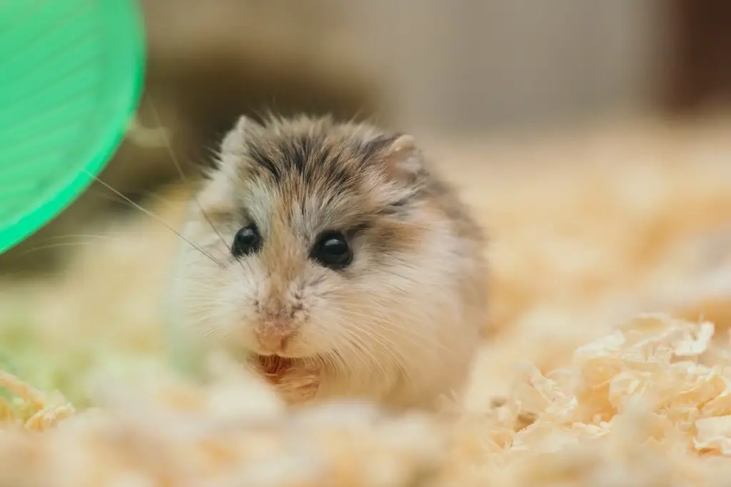 What is average lifespan of a hamster