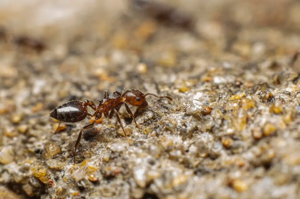 What is average lifespan of an ant