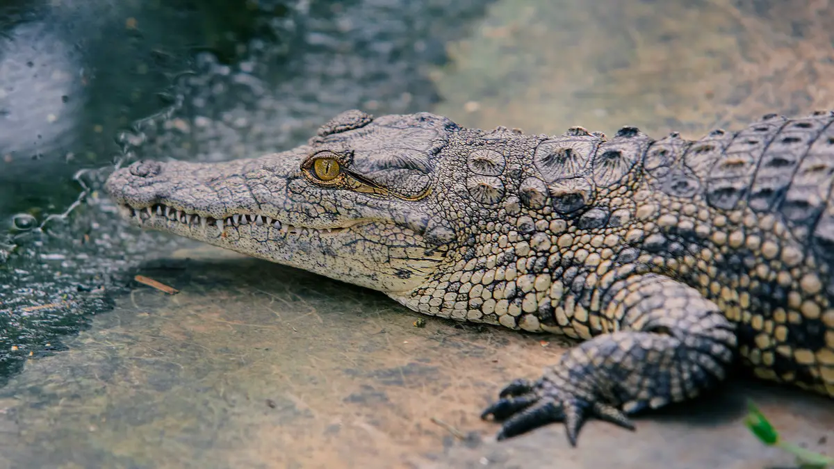 What is average lifespan of a crocodile