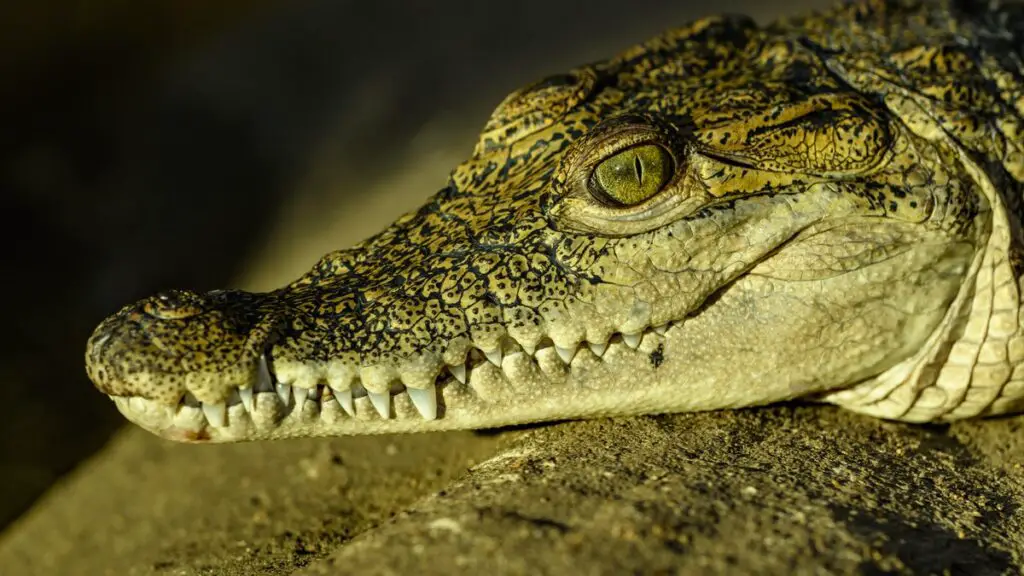 What is average lifespan of a crocodile