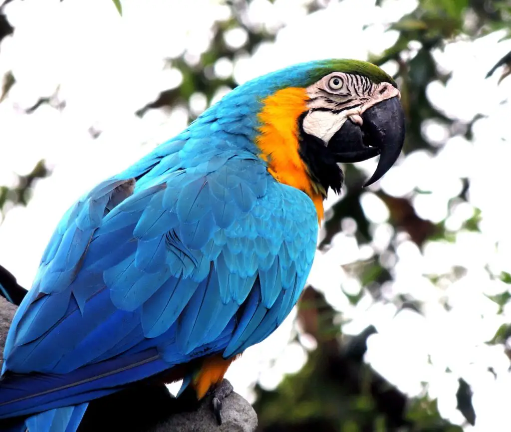 What is average lifespan of a parrot