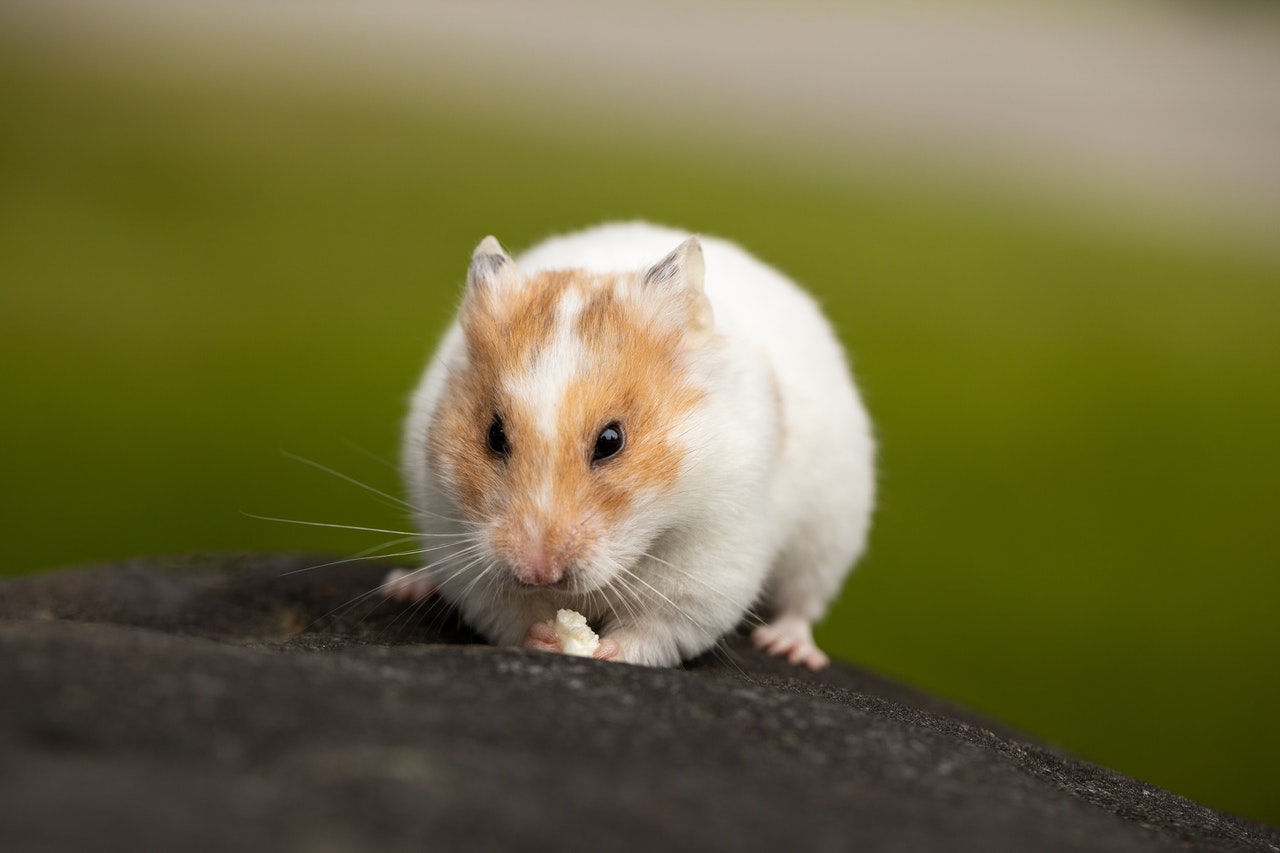 What is average lifespan of a hamster