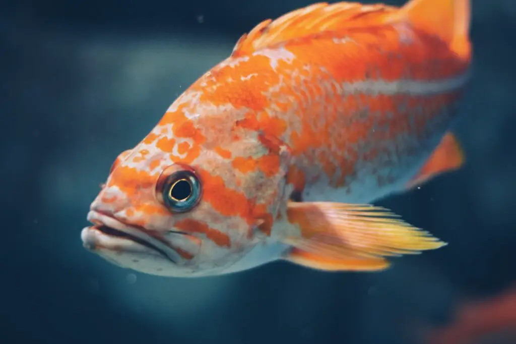 What is average lifespan of goldfish