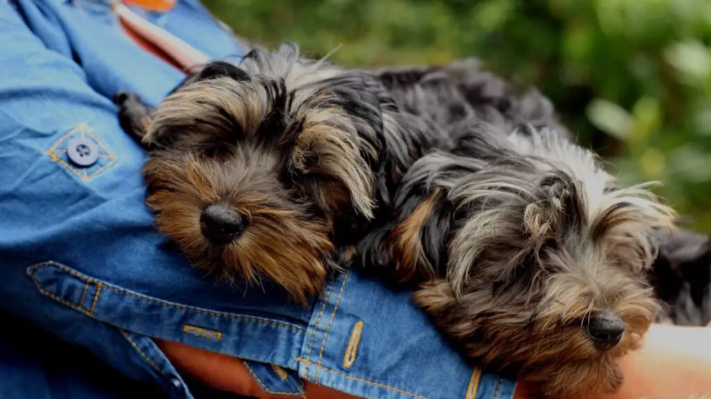 What is average lifespan of an Yorkshire Terrier (Yorkie)