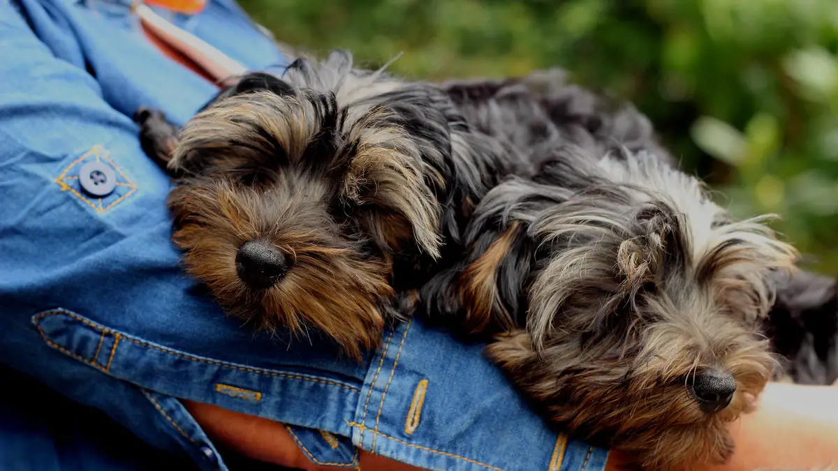 what-is-average-lifespan-of-an-yorkshire-terrier-yorkie-imaluop