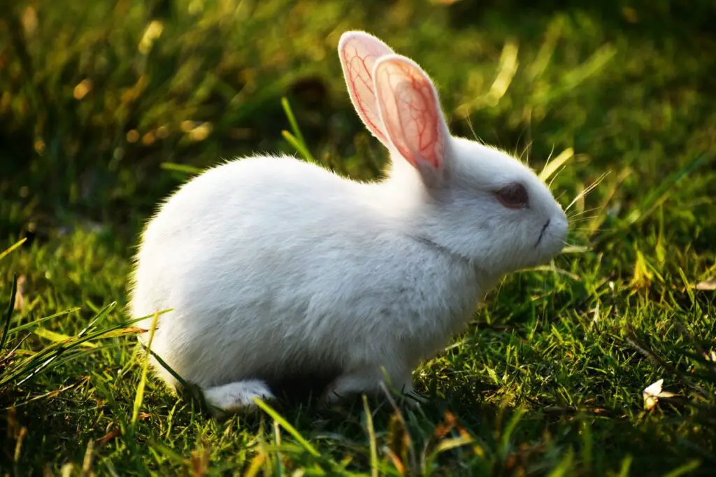 What is average lifespan of a rabbit