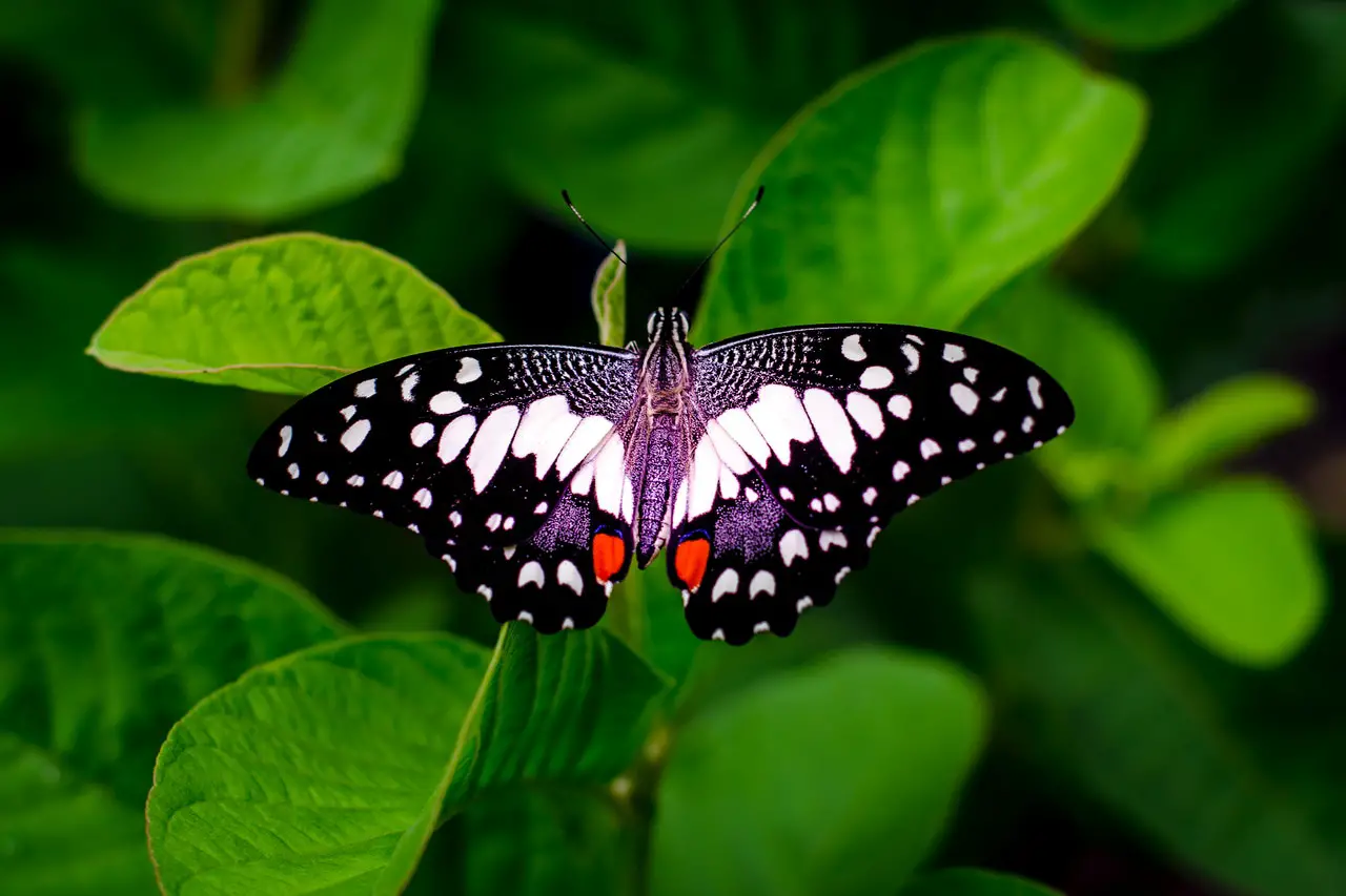 What is average lifespan of a butterfly