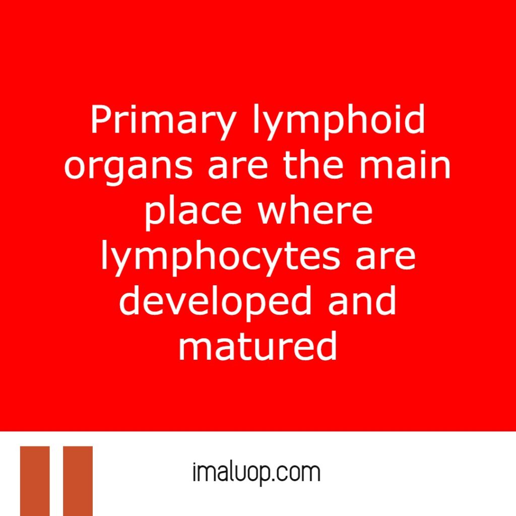 Difference between primary lymphoid organs and secondary lymphoid organs
