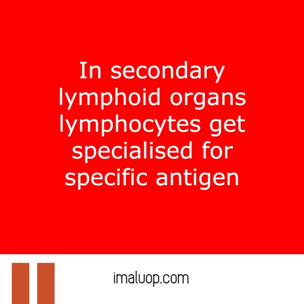 Difference between primary lymphoid organs and secondary lymphoid organs1