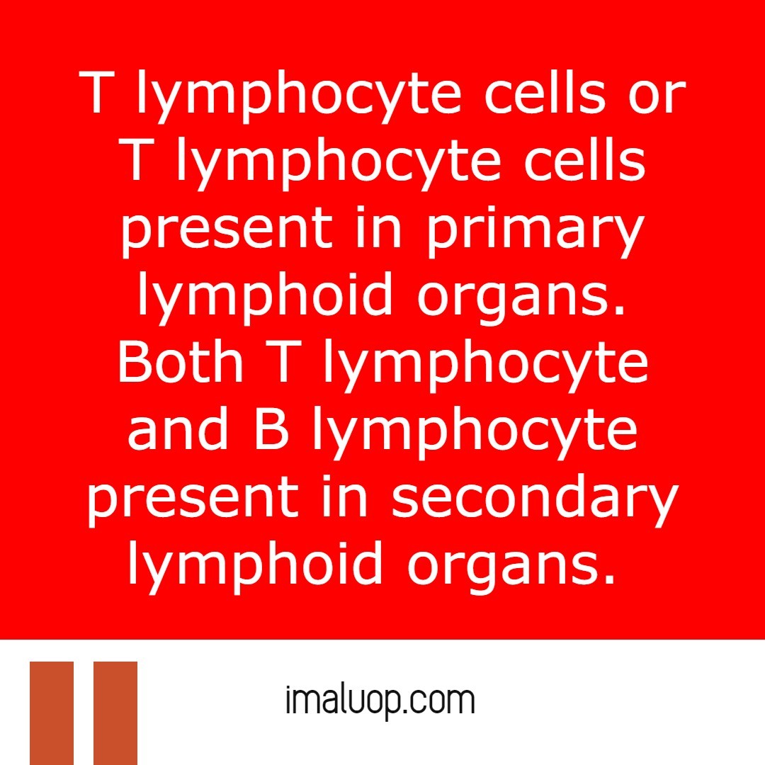 Difference between primary lymphoid organs and secondary lymphoid organs