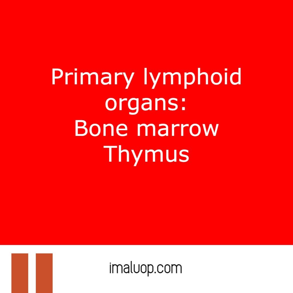 Primary and secondary lymphoid organs detailed study