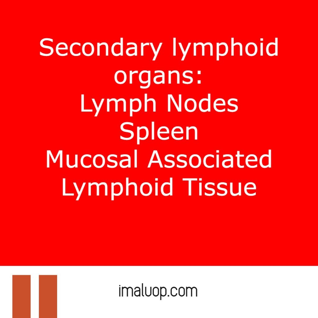 Primary and secondary lymphoid organs detailed study
