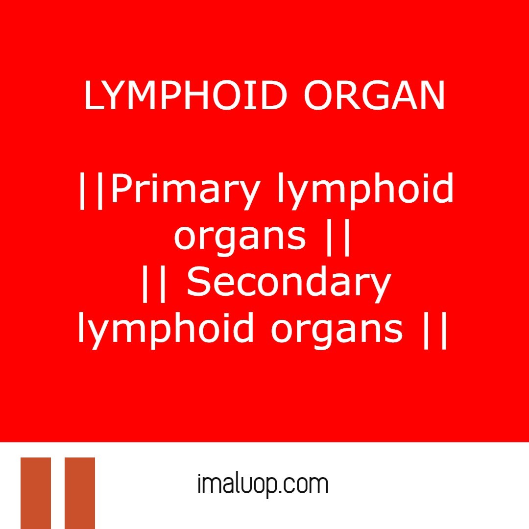 Primary and secondary lymphoid organs detailed study