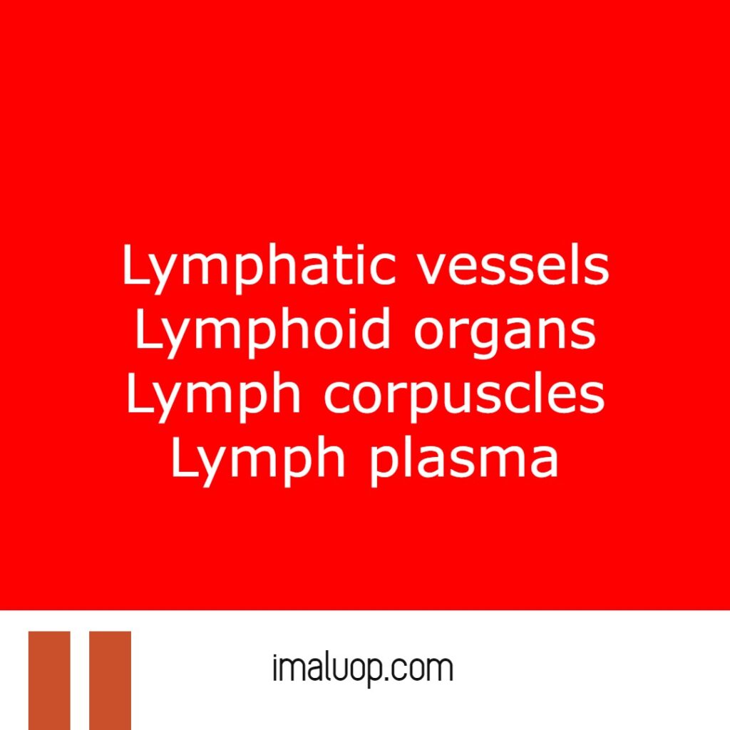 What are composition of lymphatic system