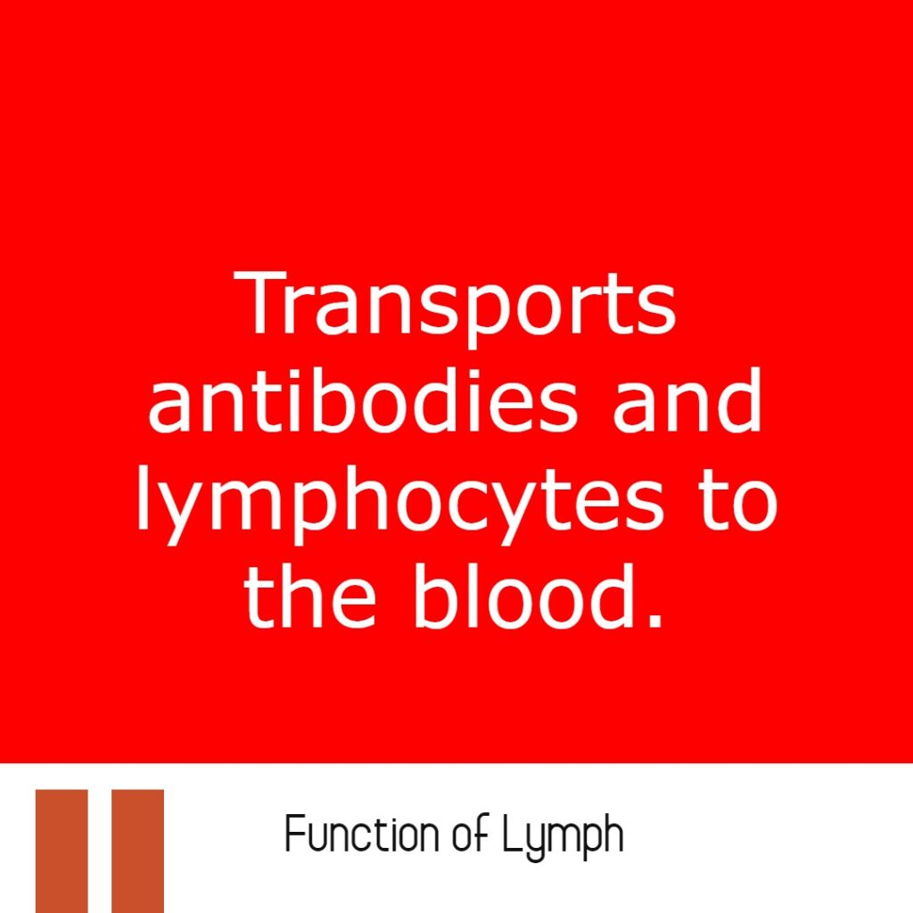 function of lymph