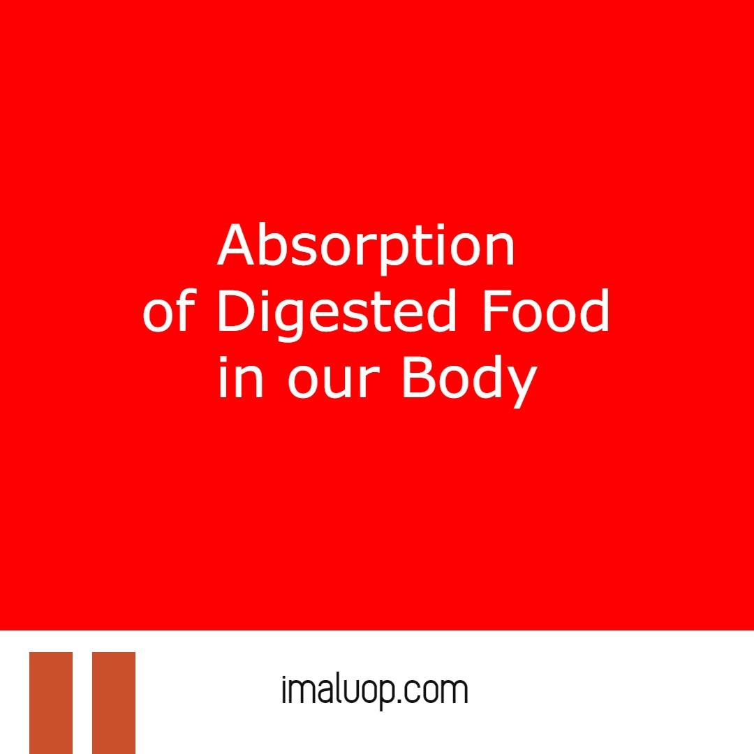 Absorption of Digested Food in our Body