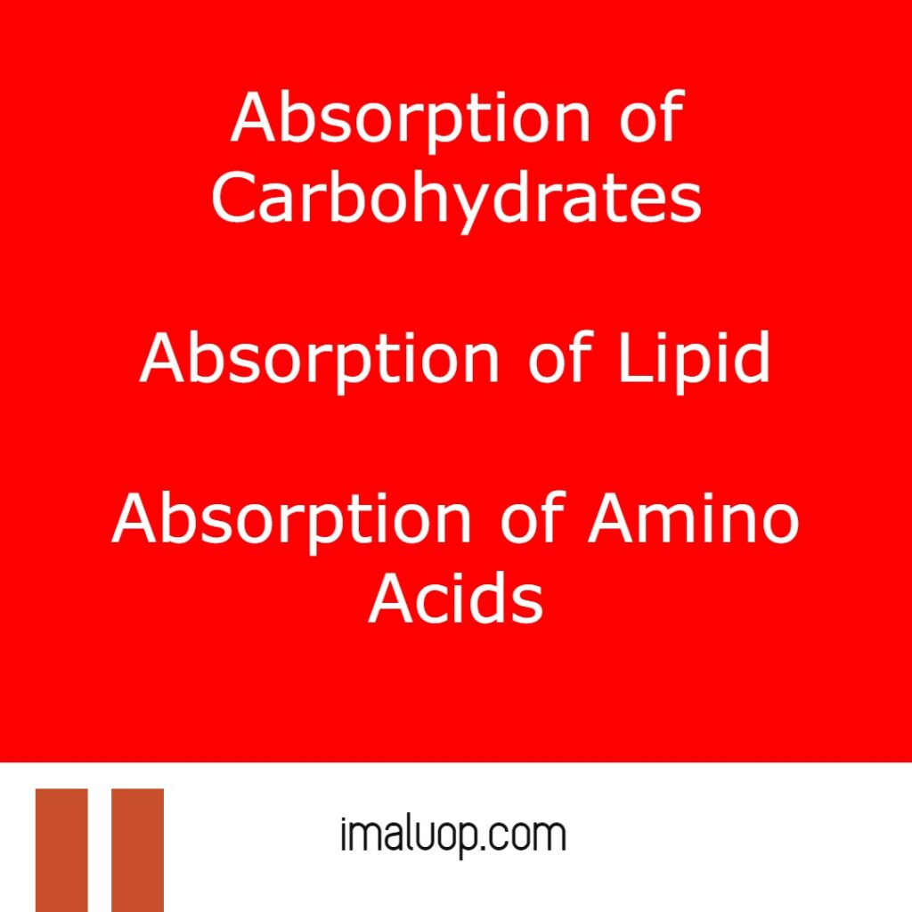 Absorption of Digested Food in our Body