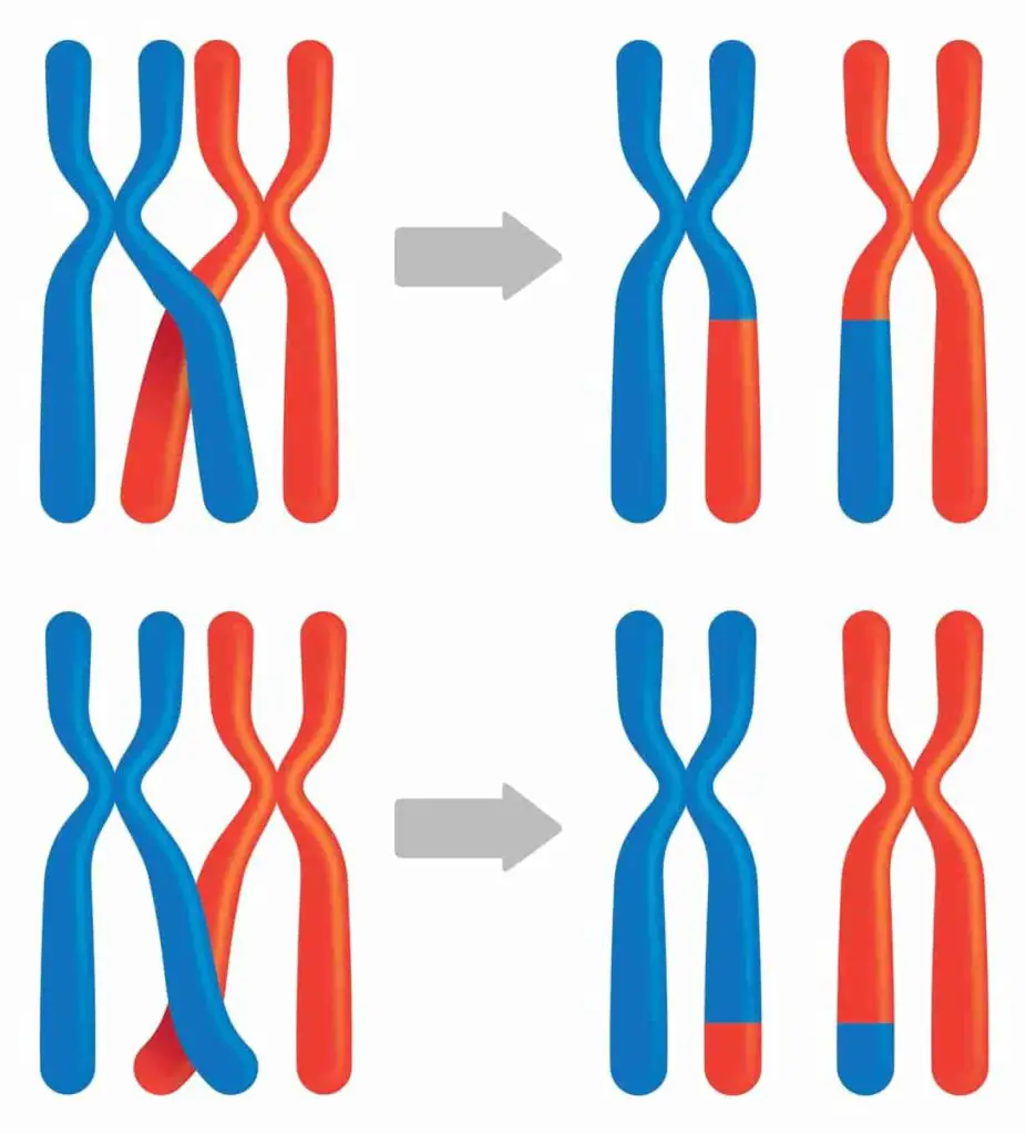 Accumulation of Variation During Reproduction due to Crossing Over