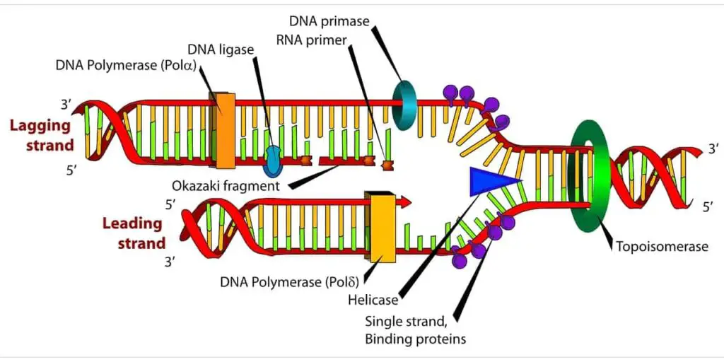 Accumulation of Variation During Reproduction Due to Error in DNA Replication