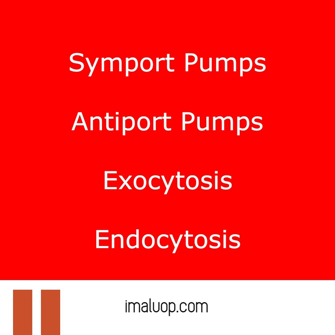 active-transport-and-its-types-imaluop-imaluop