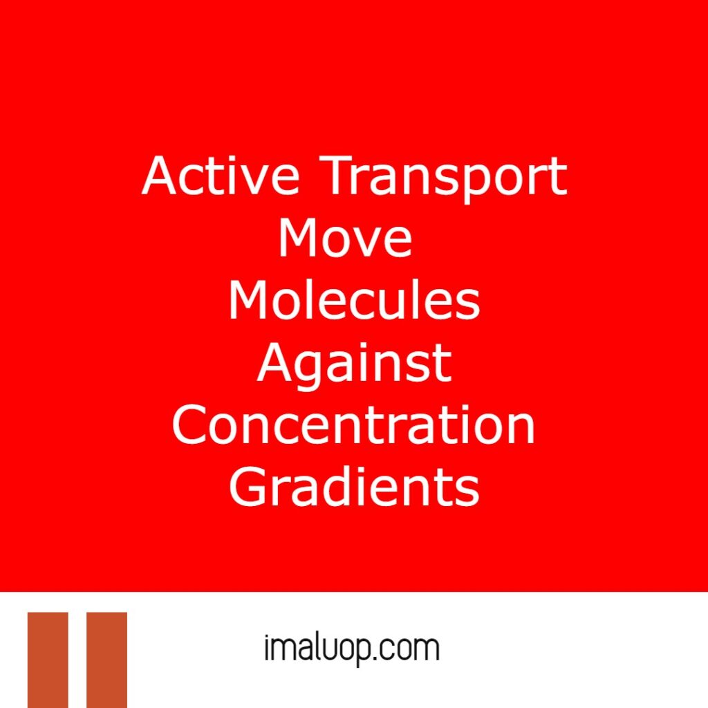 Active Transport and its Types