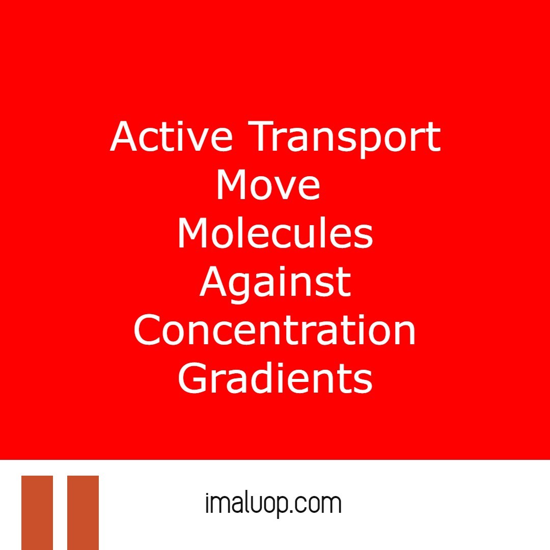 active-transport-and-its-types-imaluop-imaluop