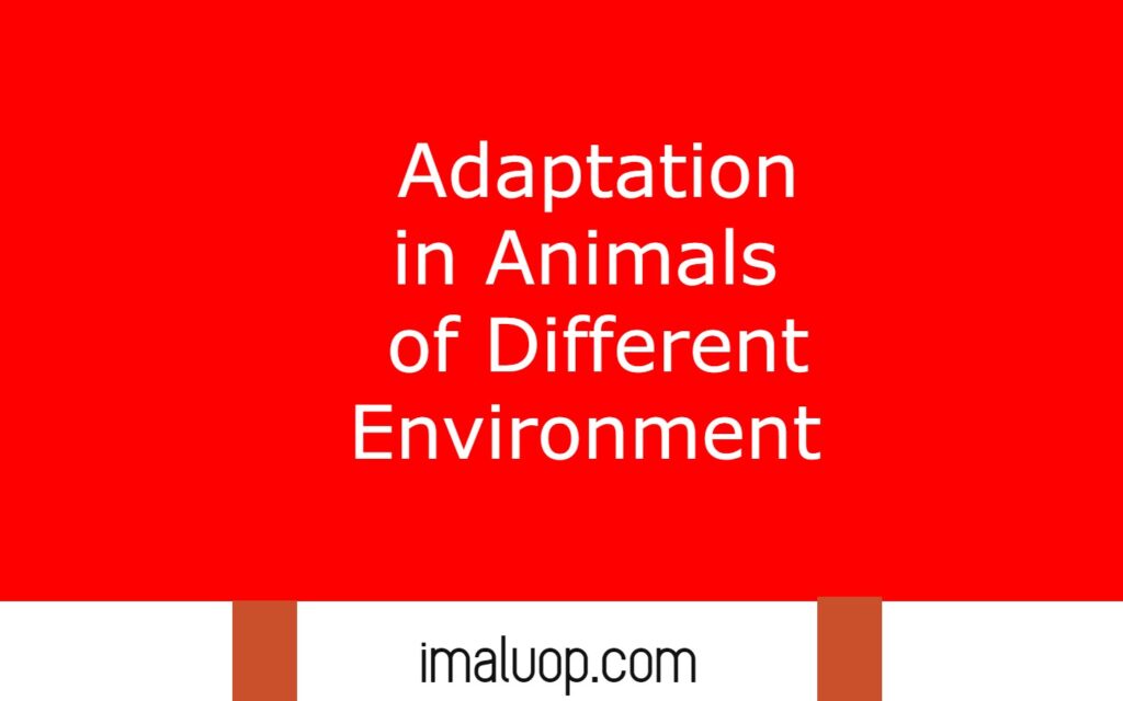 Adaptation in Animals of Different Environment 