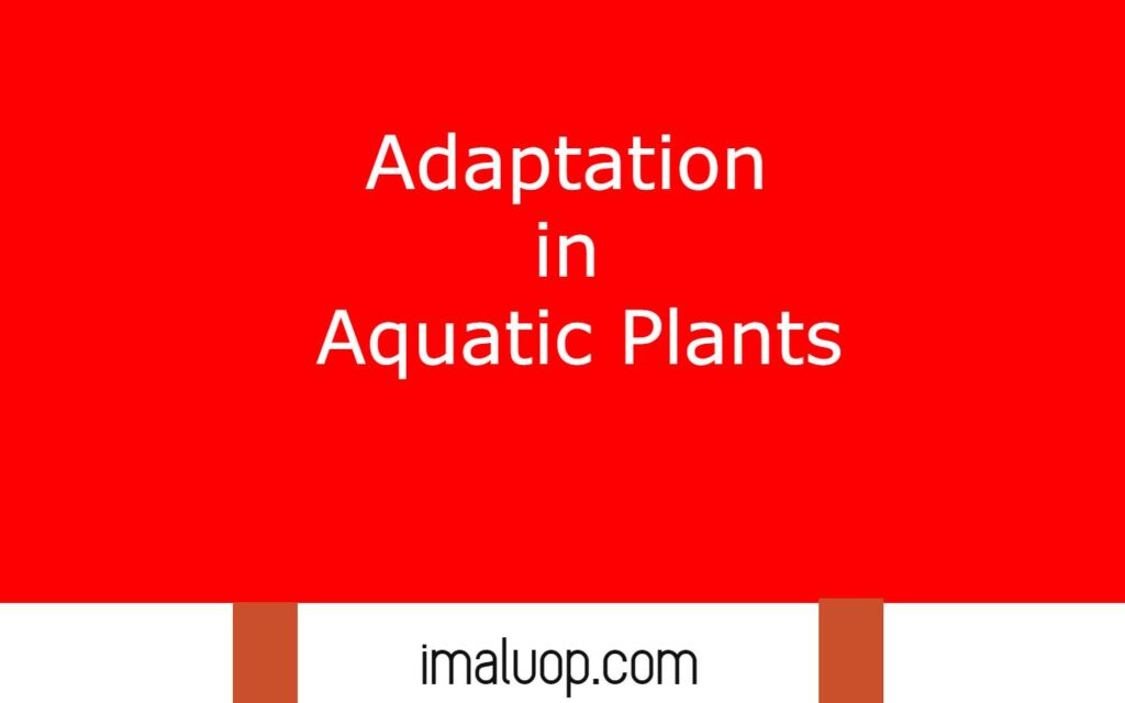 Adaptation in Aquatic Plants