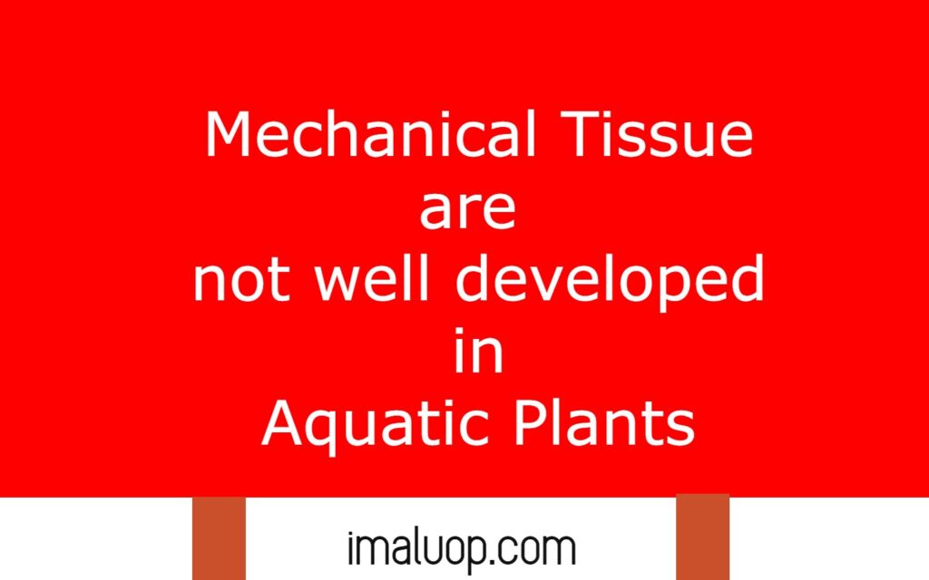 Adaptation in Aquatic Plants
