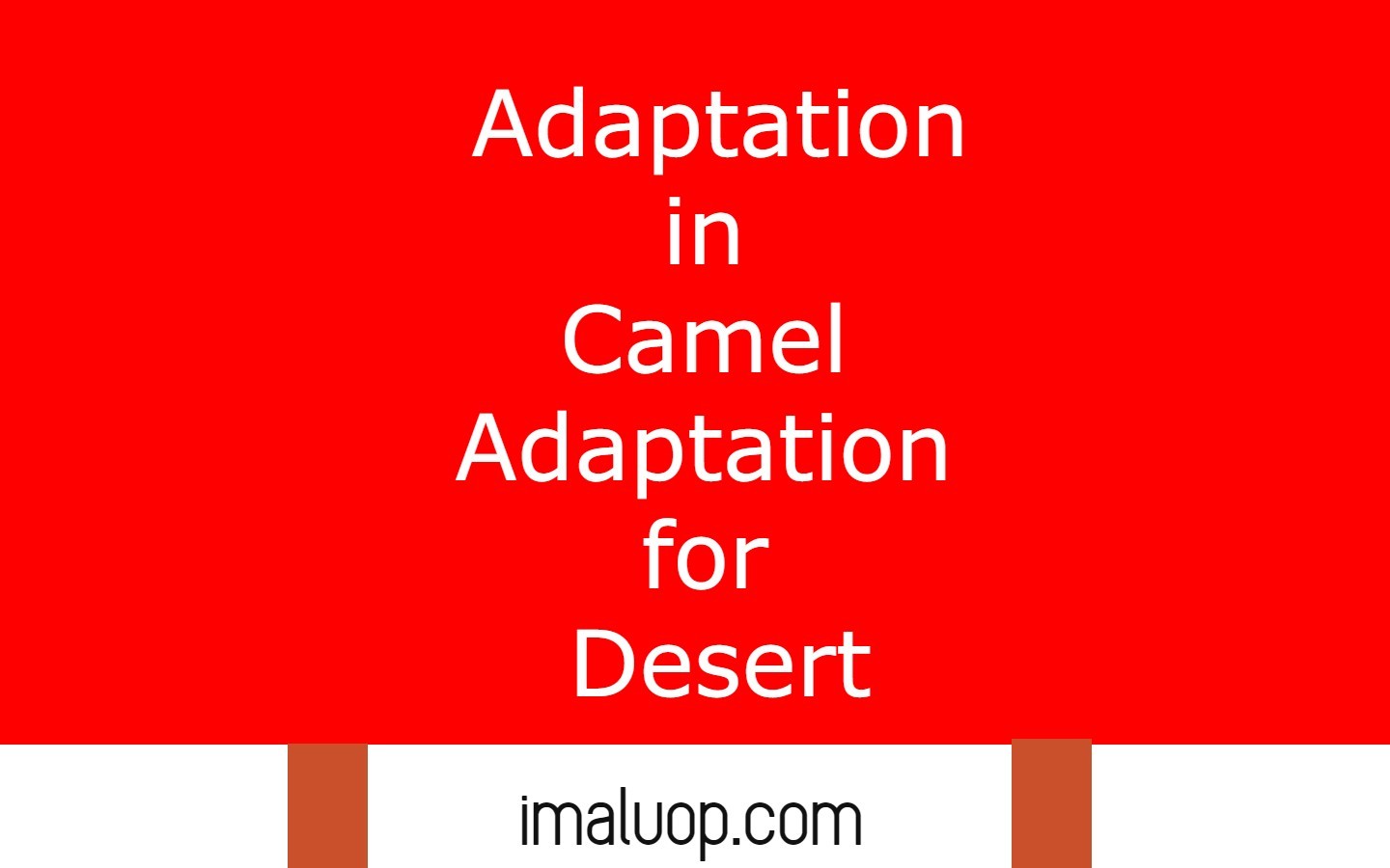 Adaptation in Camel Adaptation for Desert