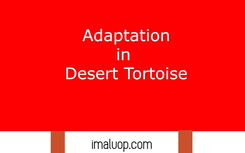 Adaptations in Desert Tortoise