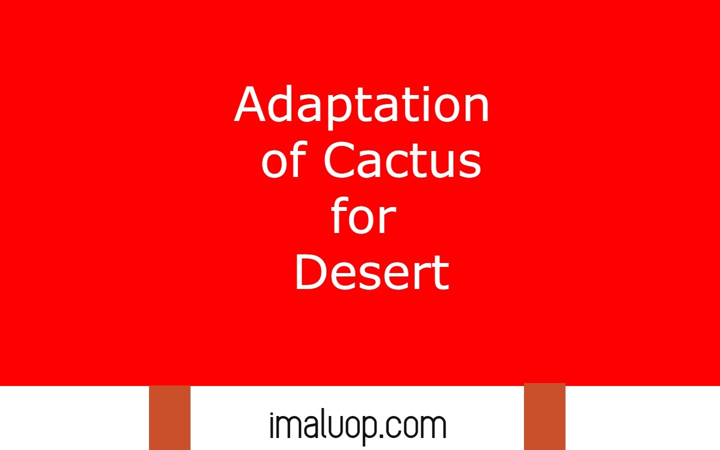 Adaptations of Cactus for Desert