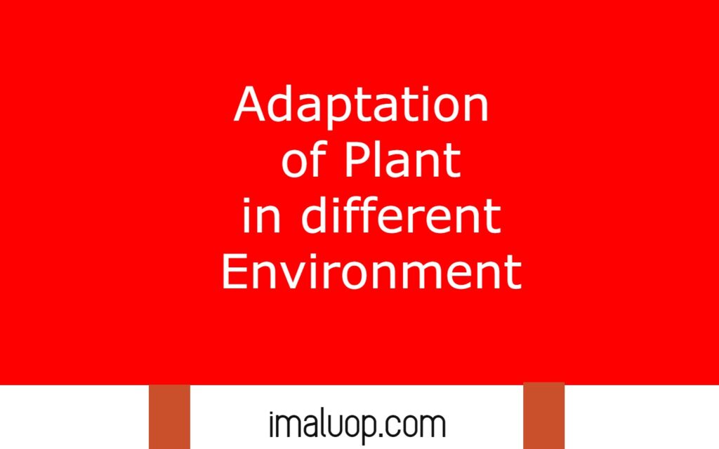 Adaptation of Plant in different Environment