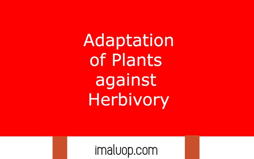 Adaptation of Plants against Herbivory