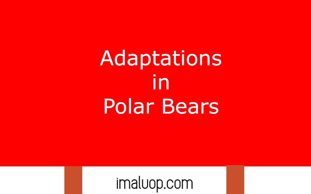 Adaptations in Polar Bears